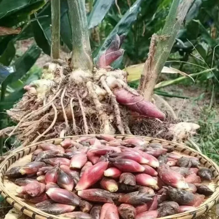 湖北恩施新鲜现摘野生洋荷姜当季蔬菜鲜嫩脆爽可凉拌