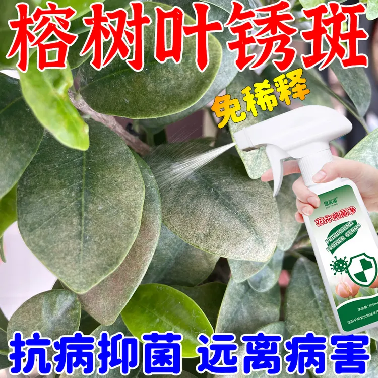 榕树叶锈斑病专用营养液琴叶榕黄金榕锈斑病叶斑专用抑菌剂免稀释