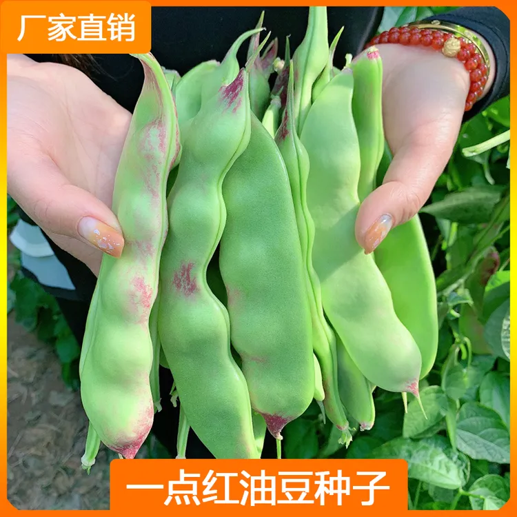一点红油豆种子东北油豆豆角种籽四季蔬菜籽播种芸豆肉厚豆角