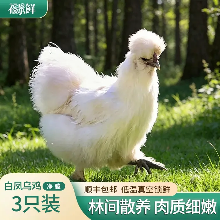 【福景鲜】湖北白凤乌鸡林间散养150天现杀现发手工净膛农家散养商品图