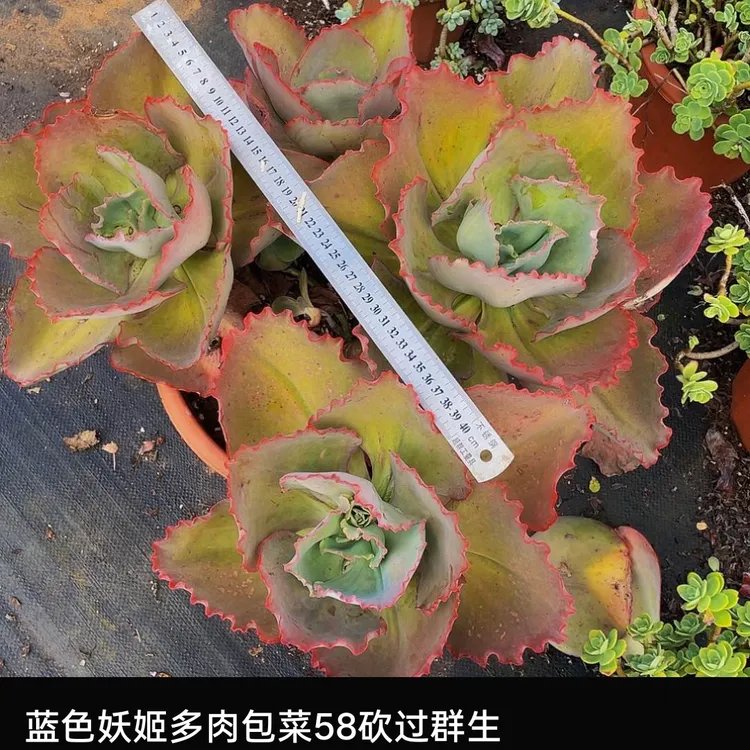 大冠幅精品蓝色妖姬大群生多头包菜系多肉植物好养易活云南直发