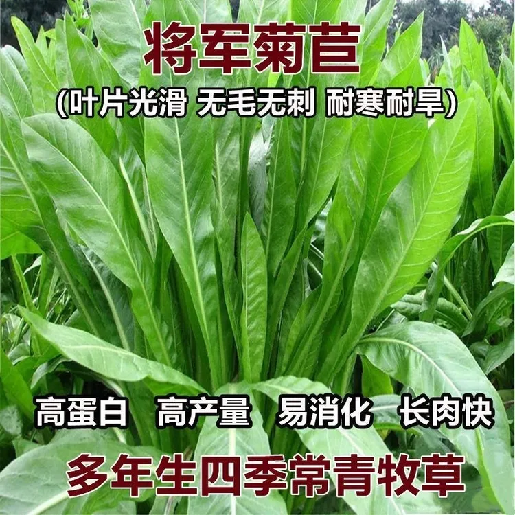 将军菊苣大叶菊苣草多年生耐寒过冬四季牧草猪牛羊鸡鸭鹅鱼草种籽