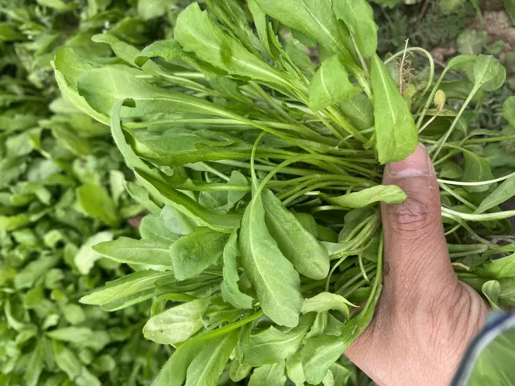 农家露天荠菜新鲜蔬菜荠荠菜