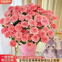 【云舍花卉】【粉色拉拉队】多头玫瑰 任意满两单及以上鲜花包邮