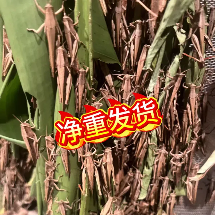 [净重发货]贵州野生丁蜢活体蚂蚱丁蜢花腿活体发货活虫画眉鸟食