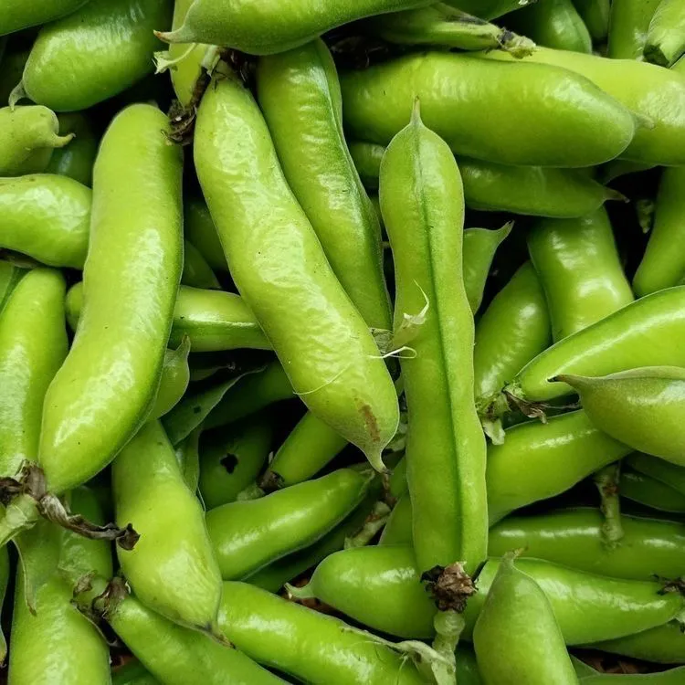 云南新鲜蚕豆当季青蚕豆高原农家种植大颗粒蚕豆罗汉豆兰花豆胡豆