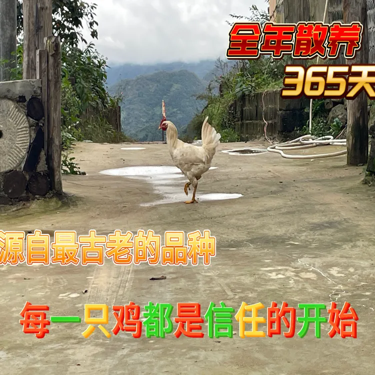 自家散养一年跑山鸡