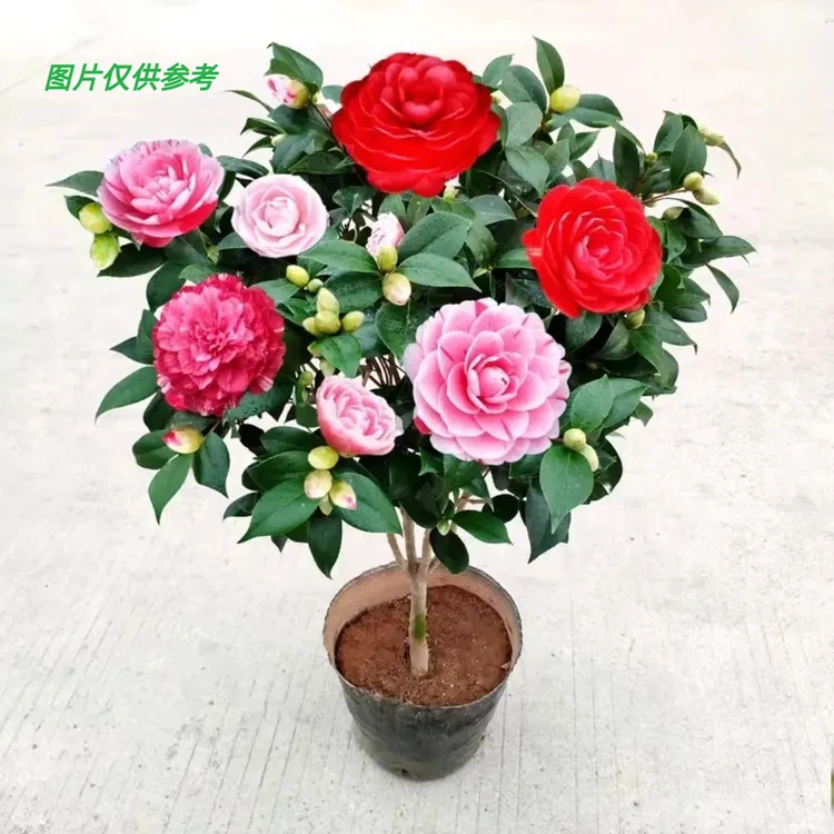 60~70带花苞五色赤丹原盆原土适合室外种植四季茶花