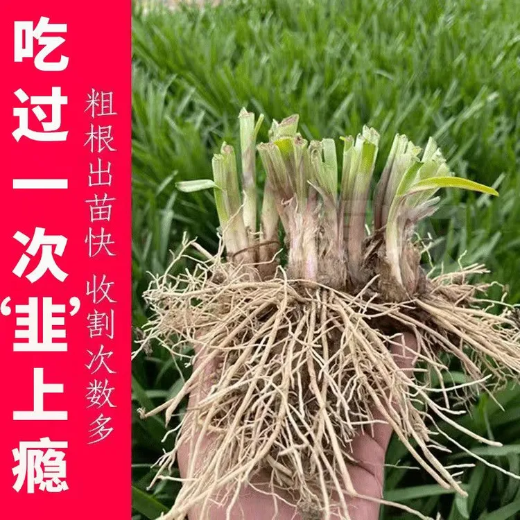 韭菜根苗现挖现发