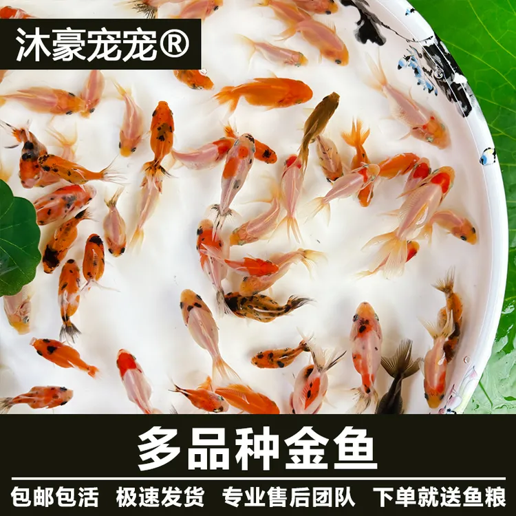 沐豪宠宠【小金鱼】鎏金鱼兰寿鱼苗锦鲤鱼鸿运当头狮子头金鱼冷水鱼