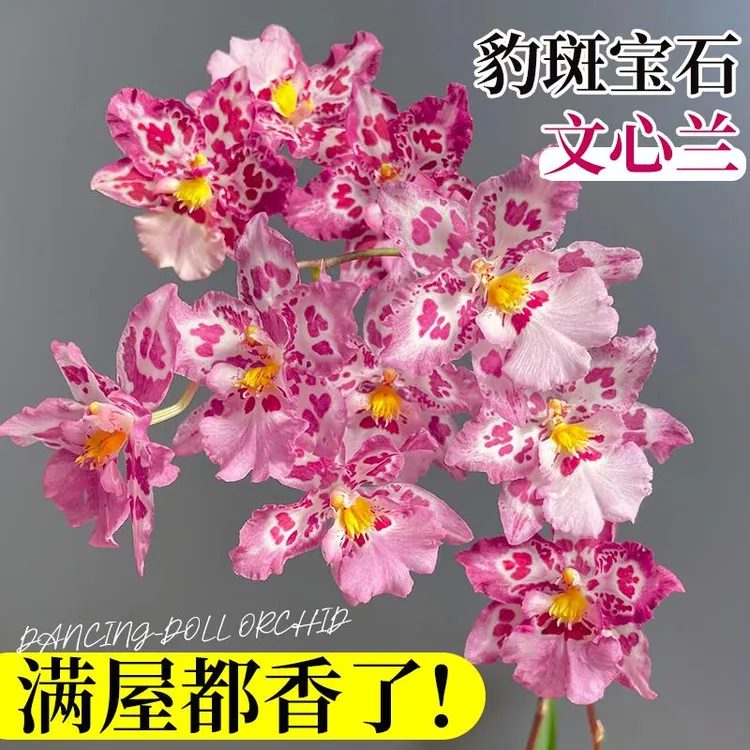 梦香文心兰豹斑宝石室内盆栽带花苞泰国香水浓香植物桌面绿植花卉