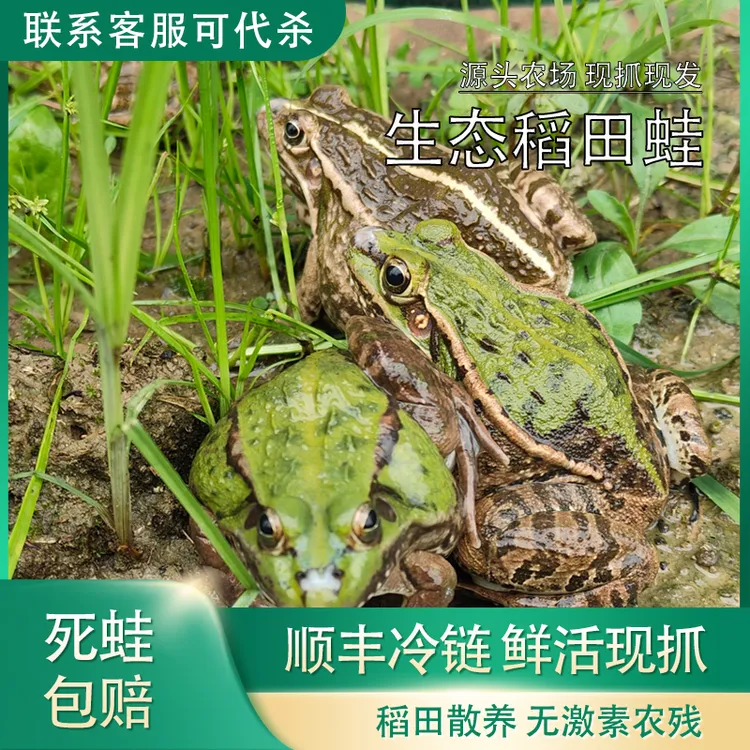 （综合链接）青蛙稻田蛙顺丰冷链发货稻田养殖非野生非牛蛙