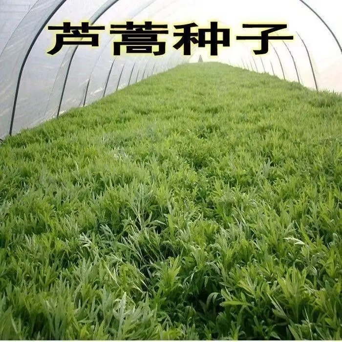 【芦蒿种子】四季种植盆栽地栽阳台小院种植商品图