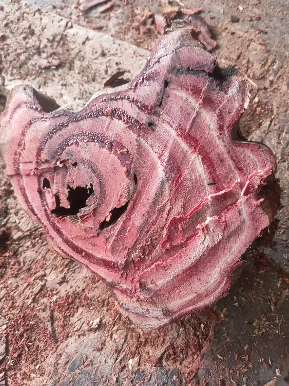 云南深山老林新鲜鸡★血藤煮水泡茶泡酒