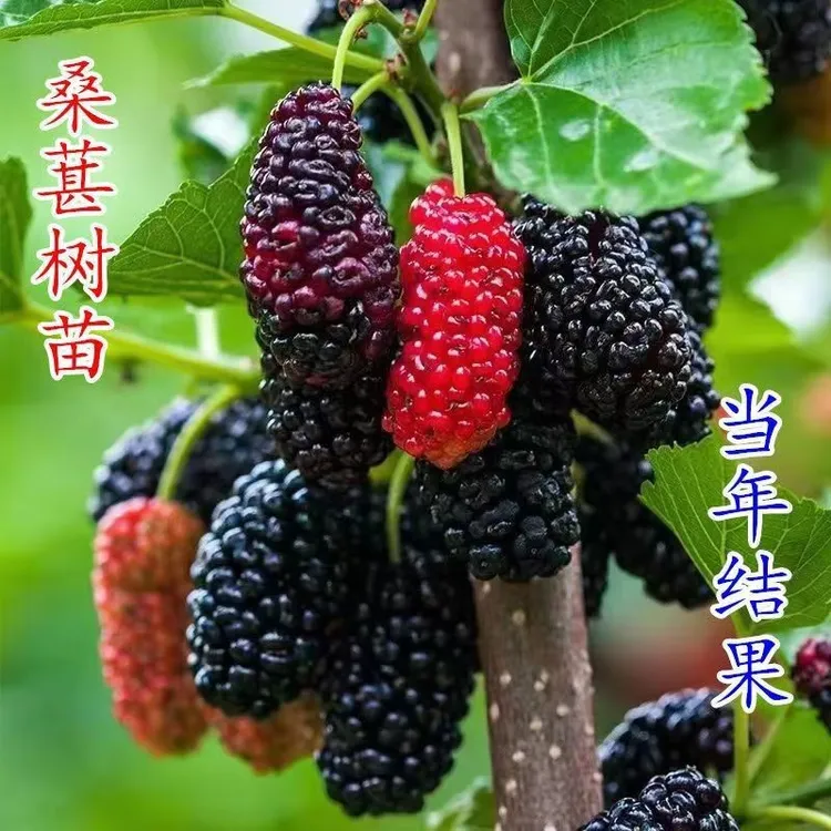 桑葚树苗果树果苗地盆栽南北方种植嫁接大叶桑树苗桑葚苗当年结果