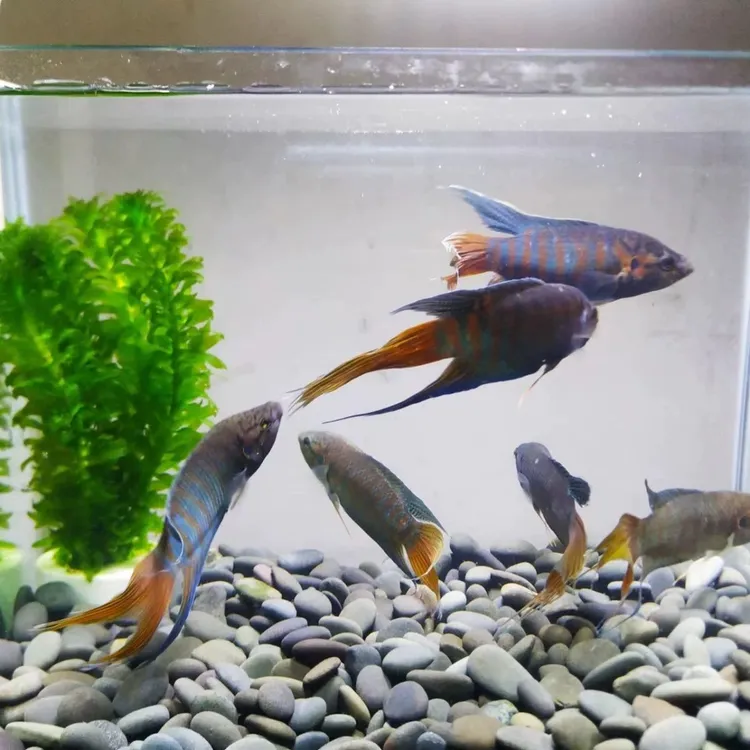 中国斗鱼活体小型淡水冷水观赏鱼耐养无需打氧