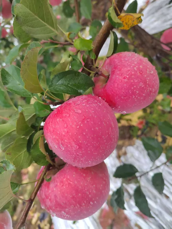 【405984-1】正宗吉县薛姐红富士苹果 脆甜多汁皮薄 整箱包邮