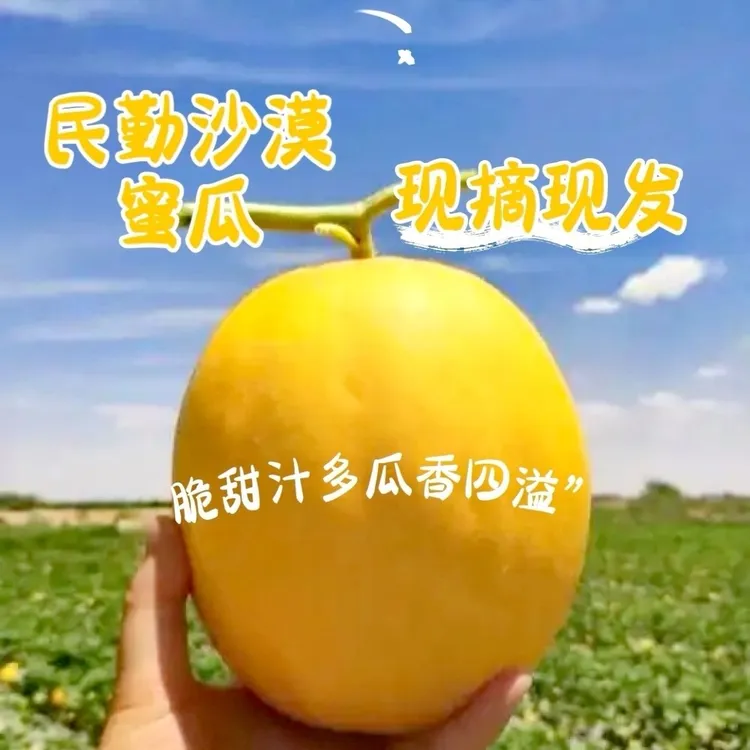 甘肃民勤沙漠金红宝蜜瓜黄河蜜瓜黄皮甜瓜口感爆甜香新鲜黄金蜜瓜