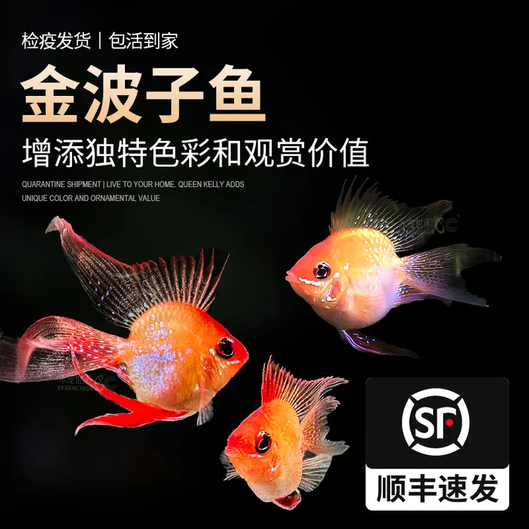 桃心金波子阿凡达小鱼观赏鱼皮卡丘宝篮球饲养观赏鱼活体金波子