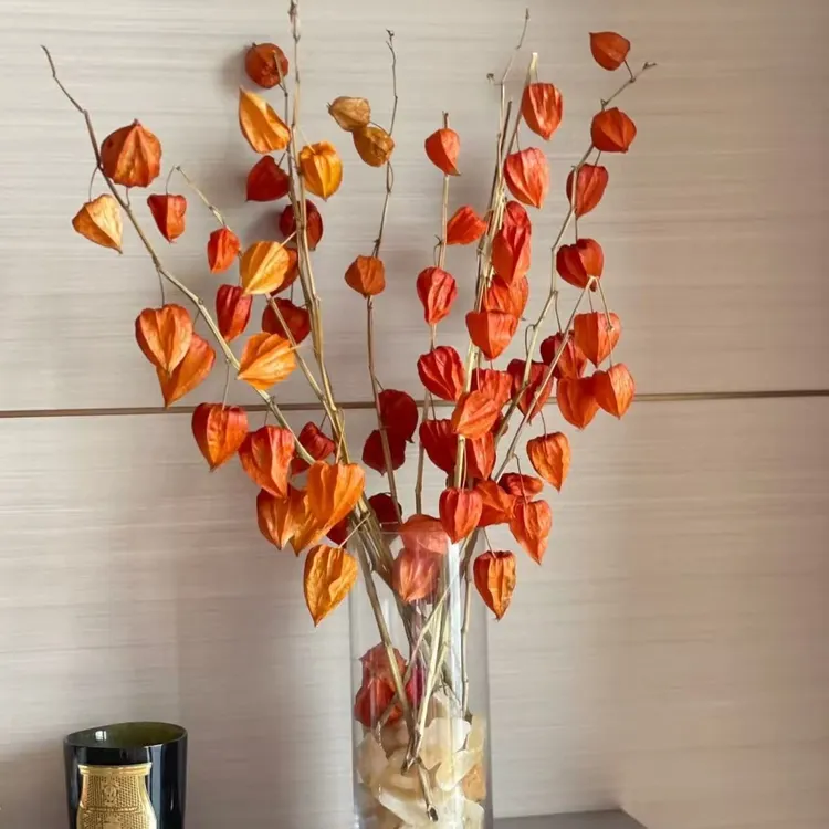 进口灯笼果酸浆果干花花束客厅摆设红果发财果天然风干高级感真花