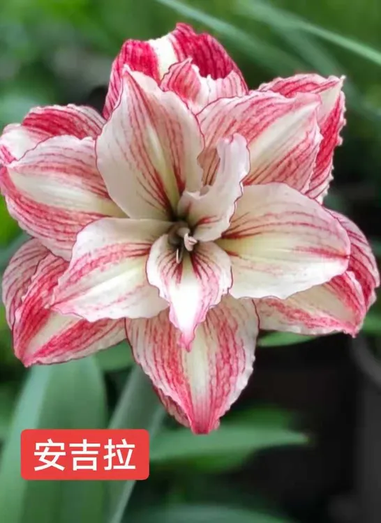 瑞贝卡杂交安吉拉双梦1~2厘米小苗种植