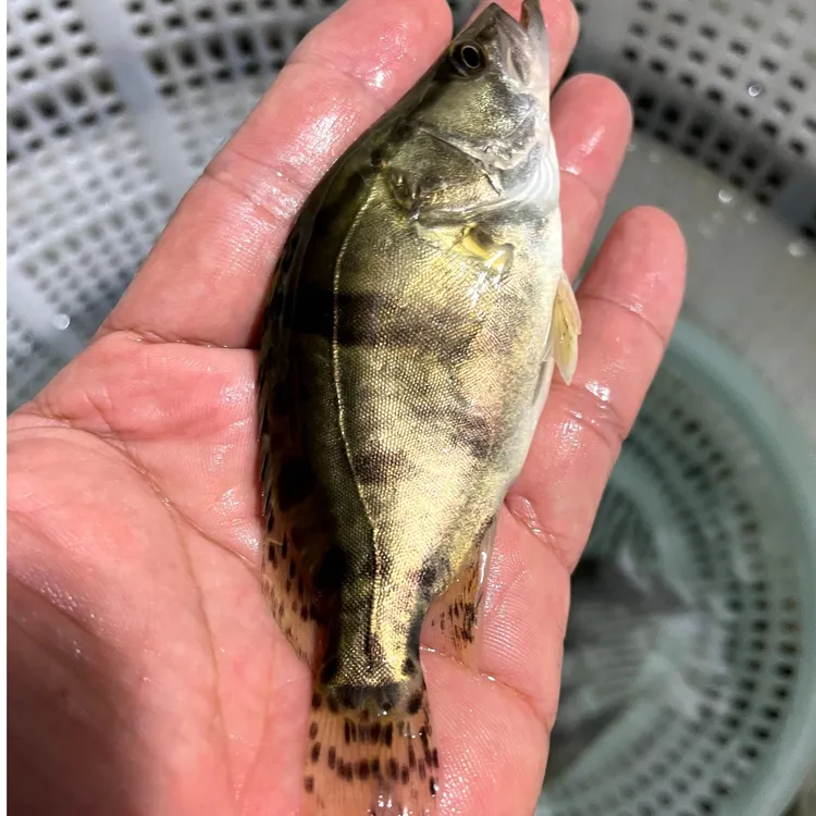 桂花鳜鱼苗包邮食用鲜活桂花贵鱼苗观赏鱼苗肉食性白鳜翘嘴