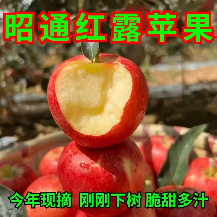 云南昭通冰糖心丑苹果正宗新鲜采摘脆甜多汁脆甜无酸