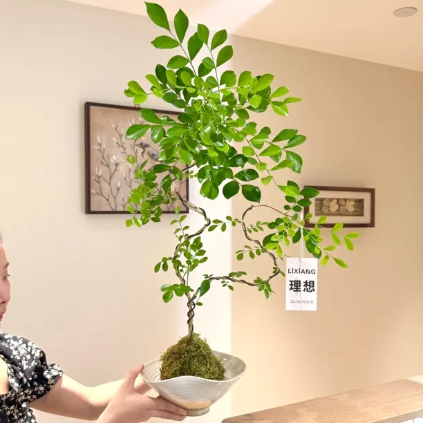 苔藓球造型九里香七里香盆栽盆景室内客厅办公室桌面好养花卉绿植