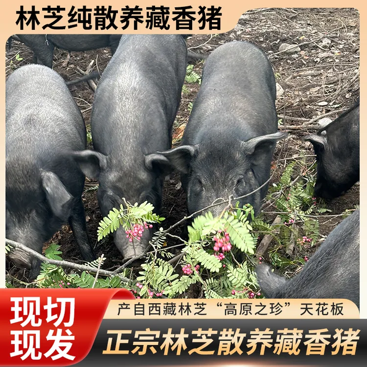 林芝藏香猪高原散养猪跑山猪营养黑猪包切割当天发包邮藏香猪
