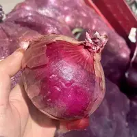 新鲜现挖紫皮洋葱可炒菜凉拌的时令蔬菜