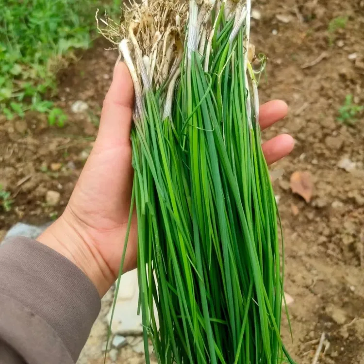 【高山包邮】贵州野葱现挖新鲜苦蒜小根蒜胡葱藠头野小蒜洗干净