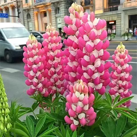 【鲁冰花种子】四季种植盆栽地栽阳台小院种植