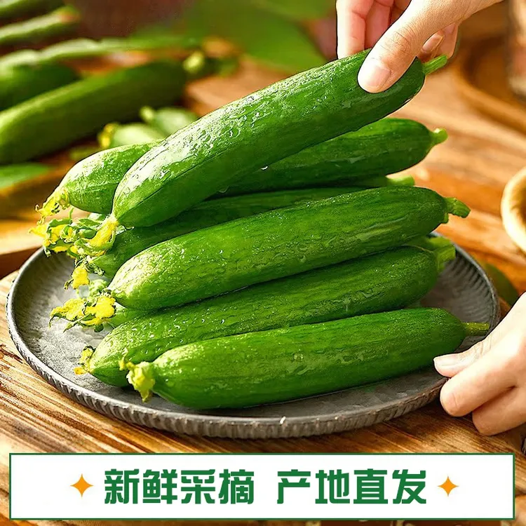 山东水果黄瓜现摘现发即食小黄瓜新鲜清脆爽口