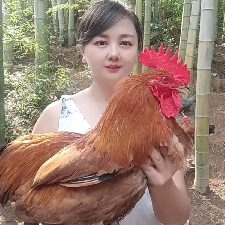 【散养公鸡】农村竹林散养青脚公鸡