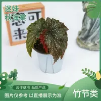 迷妹秋海棠，室内观叶植物秋海棠盆栽好养