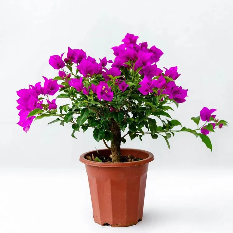 【云南紫】三角梅原盆土带花发货掉花落叶盆摔坏不售后