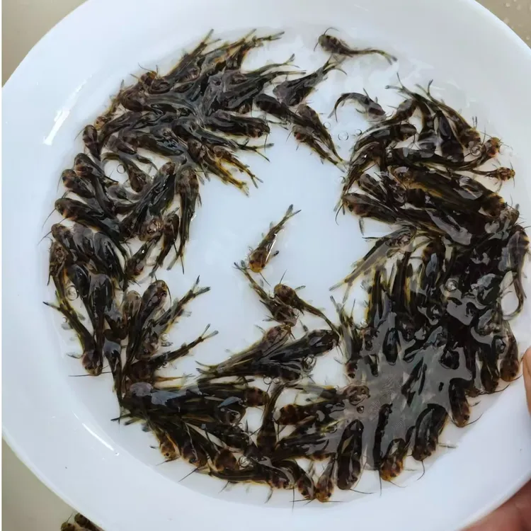 杂交黄骨鱼 黄辣丁鱼 黄丫头鱼 淡水 宠物水族