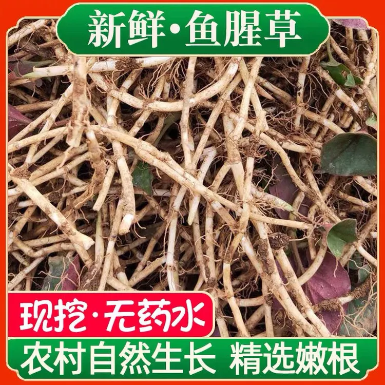【2025新根】农村现挖带泥新鲜鱼腥草折耳根嫩根当季节节根凉拌蔬菜