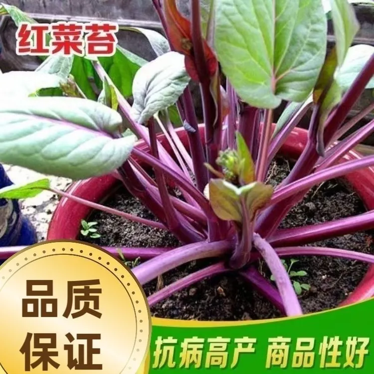 红菜苔红梗菜白菜苔耐寒耐热绿甘蓝苗有机花菜苗