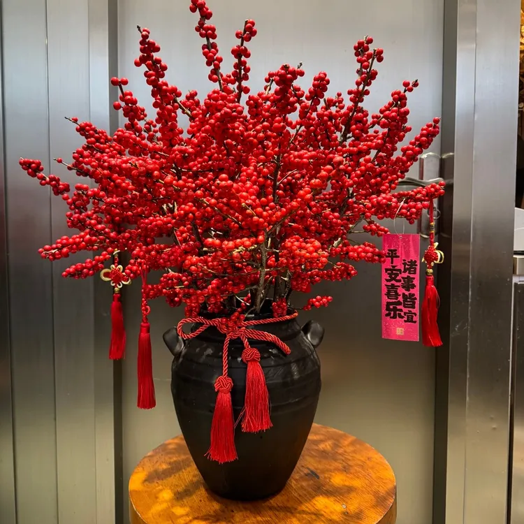 北美冬青新切枝家插瓶花期长高端花材