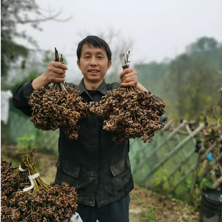 2025陕西秦岭新鲜拐枣鸡爪梨水果万寿果生吃泡酒