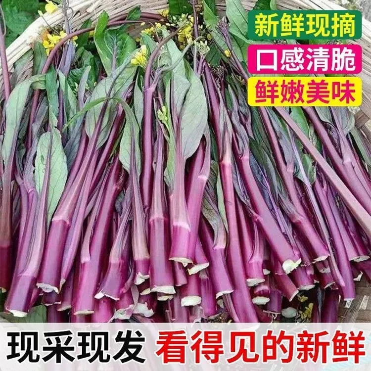 新鲜当季红菜苔高山菜心农家菜时令紫红苔菜苔新鲜蔬菜现摘现发