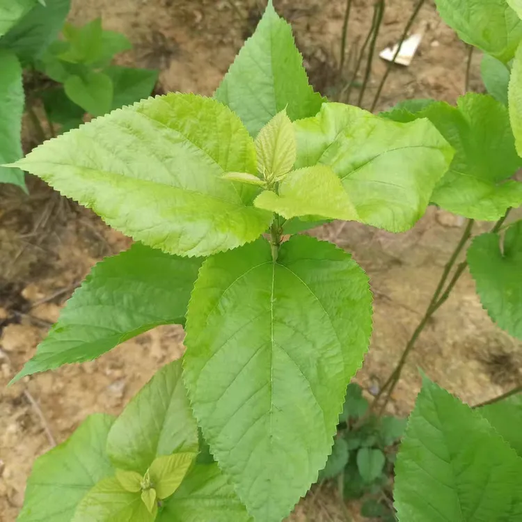 新鲜桑叶苗上汤桑叶豌豆尖芽菜可口现摘味美喂蚕宝宝做桑叶豆腐