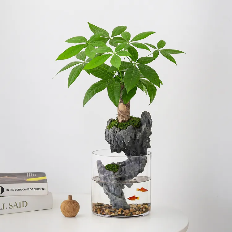 发财树苔藓创意微景观生态瓶鱼缸室内办公桌面盆栽绿植好养送礼物