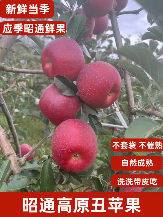 2025年云南昭通丑苹果脆甜多汁新鲜现摘水果