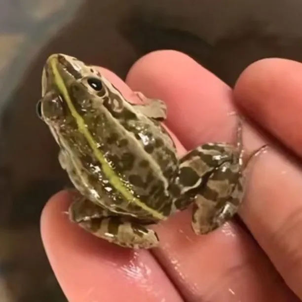 稻田生态养殖小青蛙鲜活喂龙鱼鳜鱼等名贵肉食性鱼类宠物蛇食物