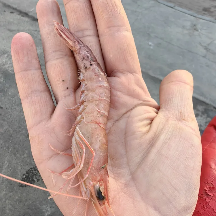 野生蛎虾5斤速冻锁鲜发货