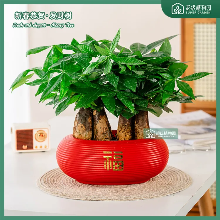 发财树盆栽植物室内客厅办公室桌面禅意招财树盆景四季好养绿植