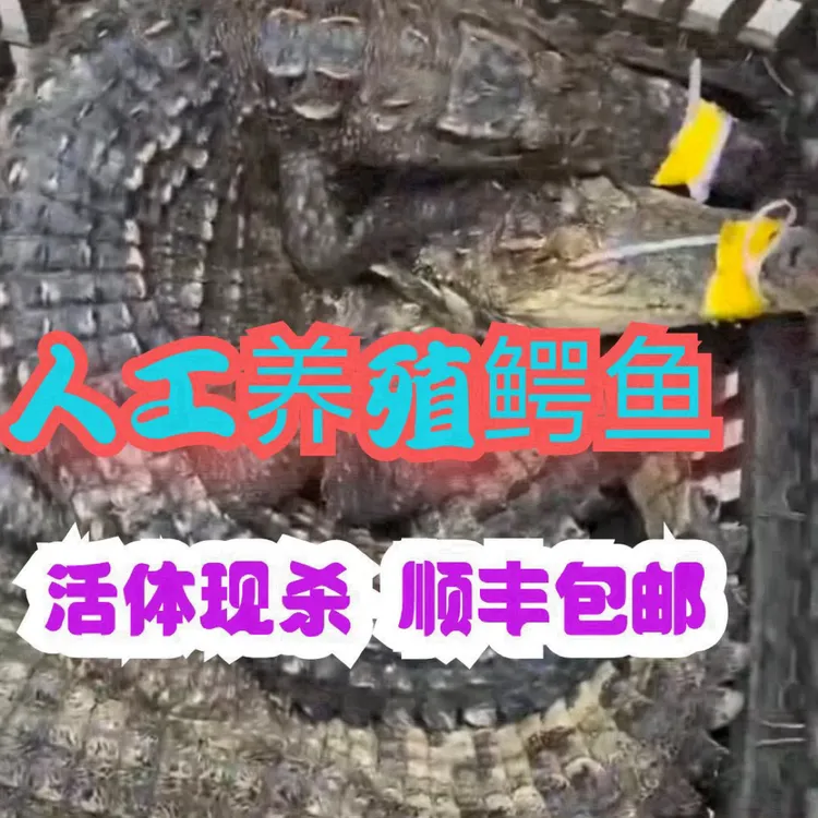 鳄鱼15-50斤 现称现杀顺丰包邮 带标识可溯源