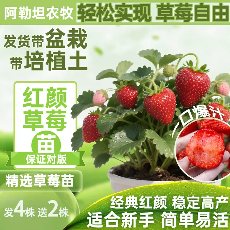 四季奶油苗盆栽带土带花带果易活适合阳台种植
